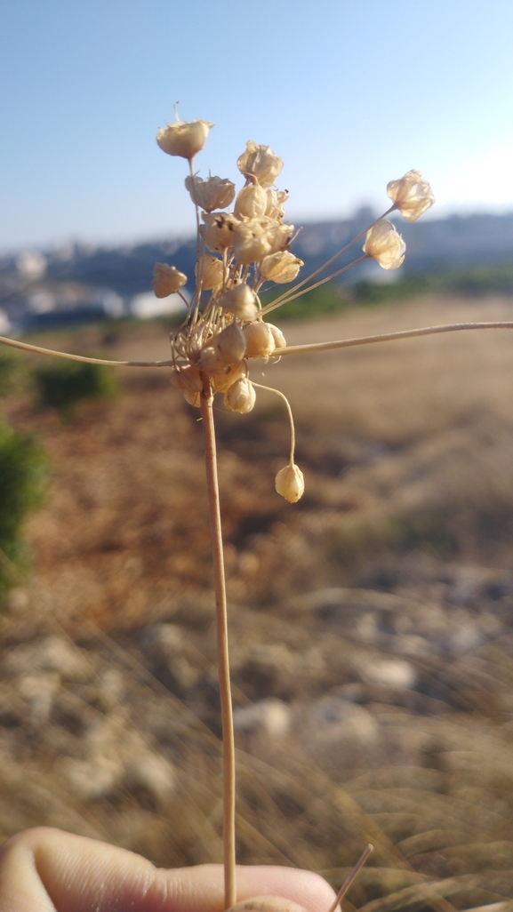 שום לבן-קליפות  צולם על ידי יהונתן רונס 