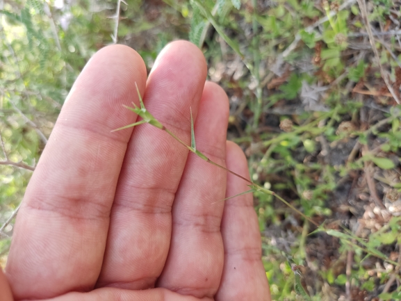 עטיינית פקטורי  צולם על ידי נעם שגב 