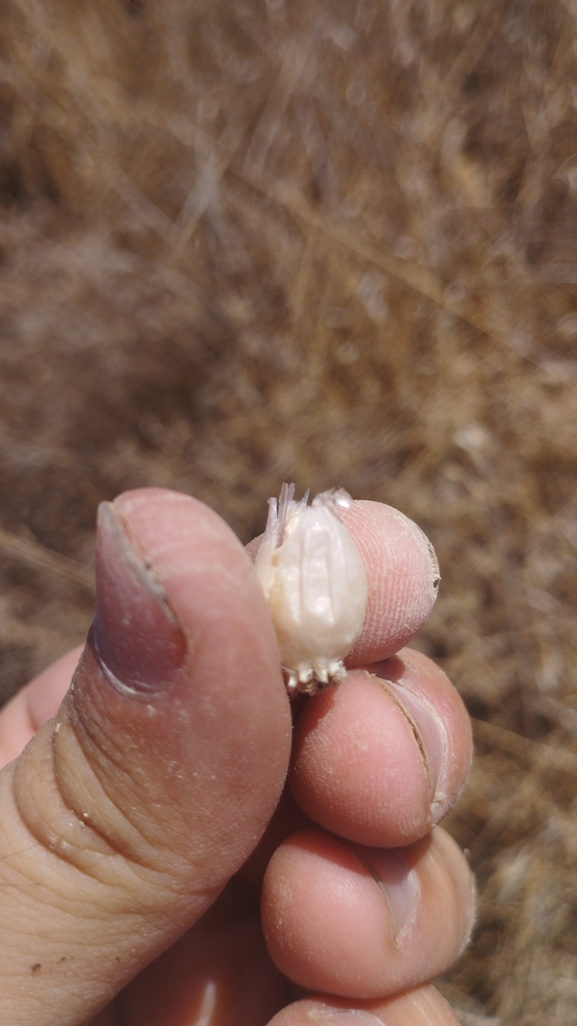 White-tunicated Garlic  