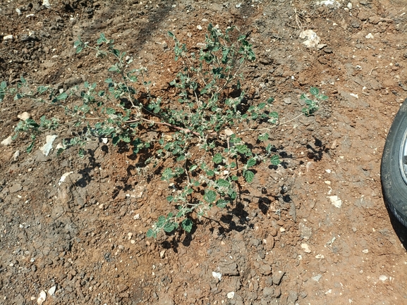 לשישית מקומטת  צולם על ידי הילה גיל 