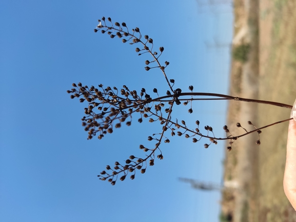 ורוניקה עדינה  צולם על ידי נעם שגב 