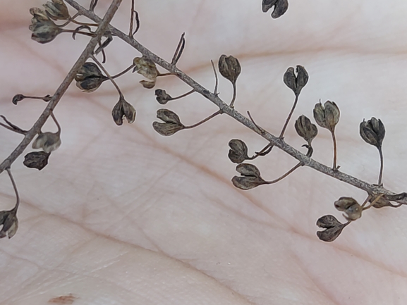 Pimpernel Speedwell  