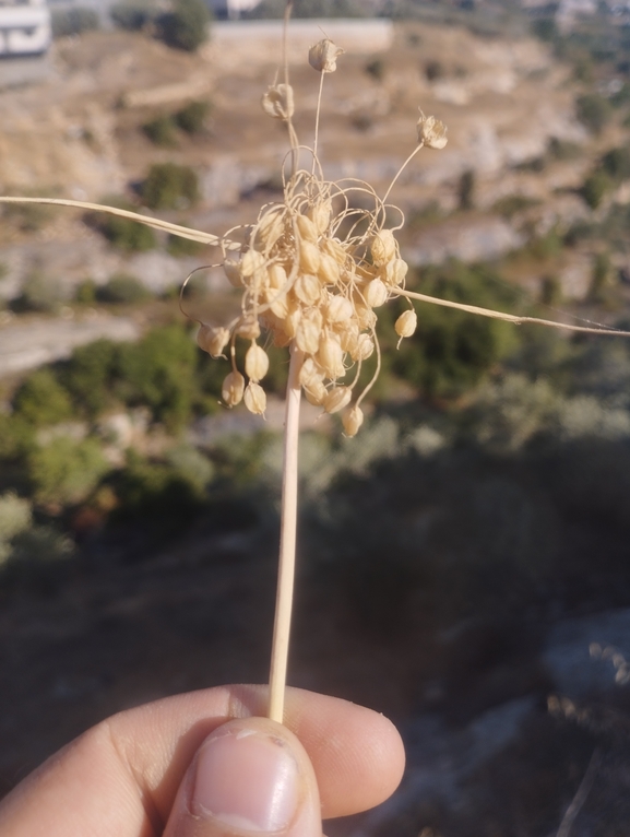 White-tunicated Garlic  