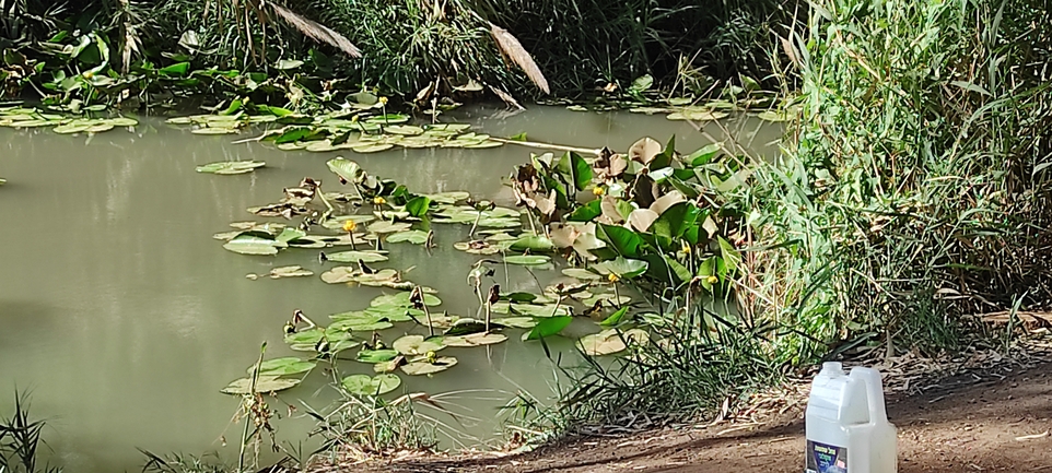 European Yellow Pond-lily, Yellow Pond-lily  