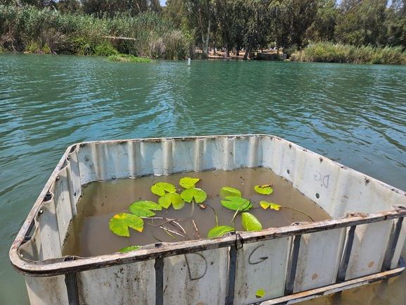 נימפאה תכולה  צולם על ידי   אתי נפרין 