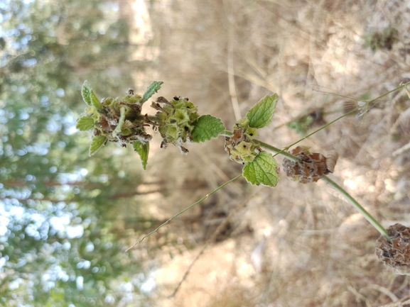 גלונית פלשתית  צולם על ידי נעם שגב 