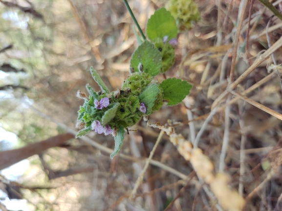 גלונית פלשתית  צולם על ידי נעם שגב 