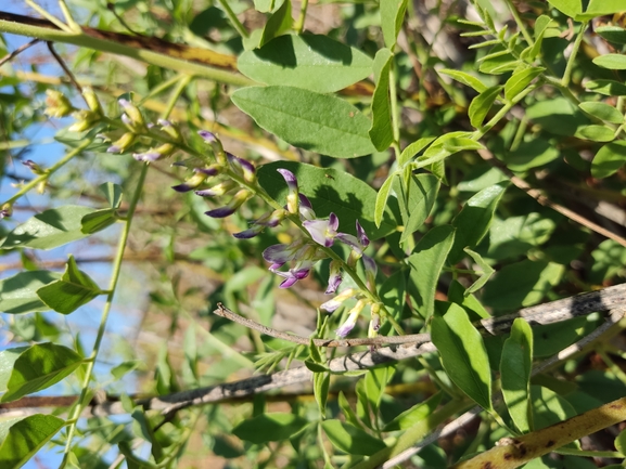 שוש קירח  צולם על ידי נעם שגב 