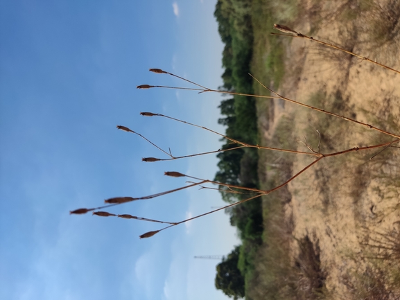 ציפורנית חופית  צולם על ידי נעם שגב 