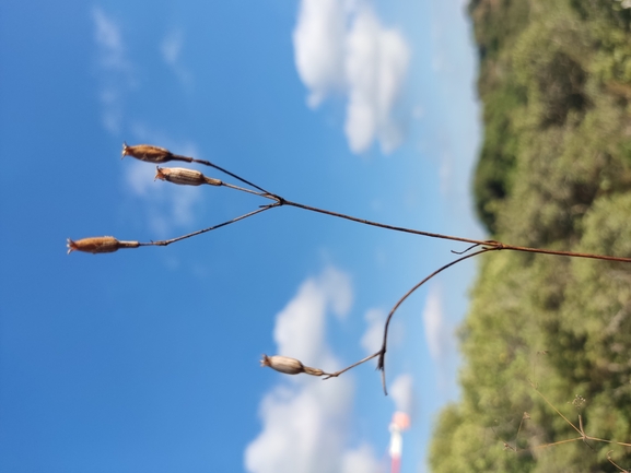 ציפורנית חופית  צולם על ידי נעם שגב 