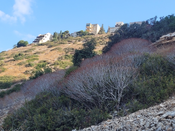 חלבלוב השיח  צולם על ידי דותן רותם 