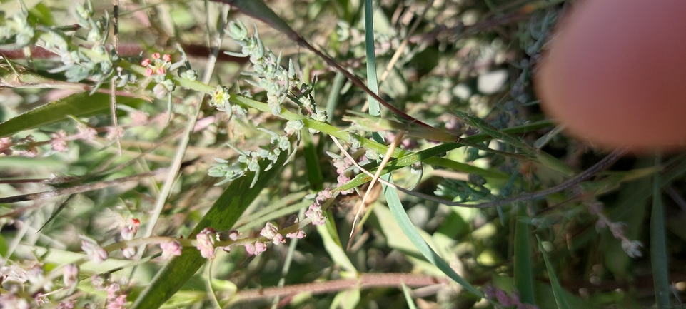 אוכם חופי  צולם על ידי עופרה פרידמן 