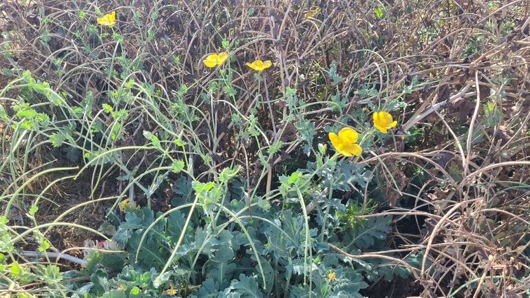 Yellow Horned Poppy, Yellow Horned Sea Poppy  photographed by עומר כהנא 