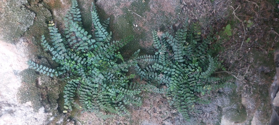 Maidenhair Spleenwort  photographed by עופרה פרידמן 