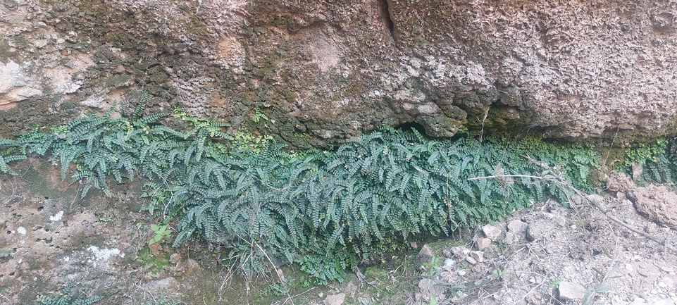 Maidenhair Spleenwort  photographed by עופרה פרידמן 