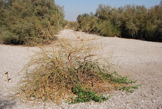 אירוס הגלבוע  צולם על ידי אורי פרגמן-ספיר 