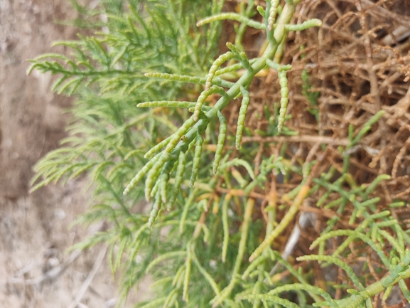 שרשר רב-שנתי  צולם על ידי נעם שגב 