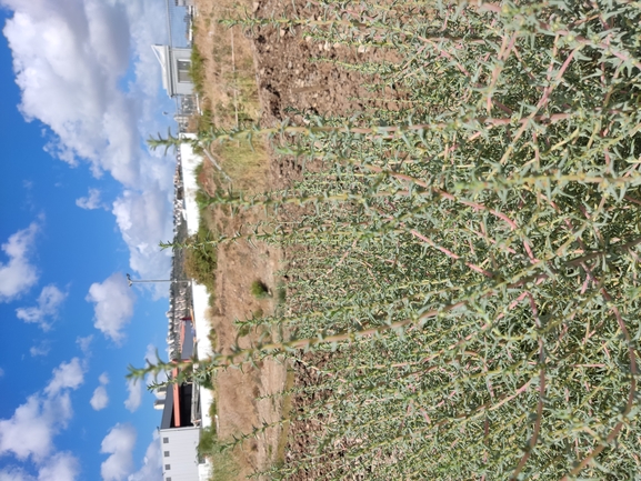 Oppositeleaf Russian Thistle, Barilla Plant  