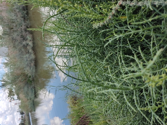 Samphire Plant  