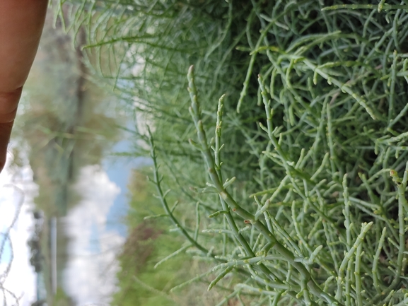 Samphire Plant  