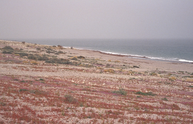 אירוס הגלבוע  צולם על ידי אורי פרגמן-ספיר 