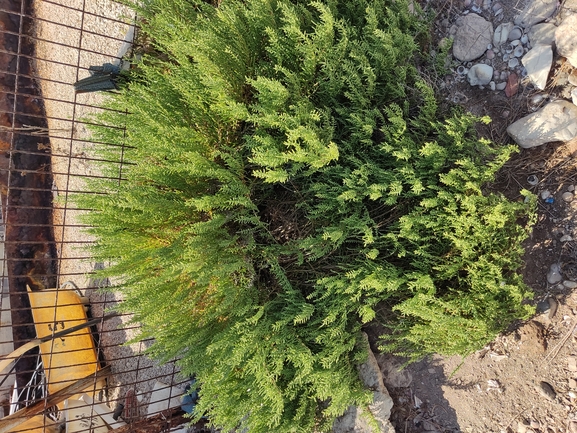 Perennial Glasswort, Chickenclaws  