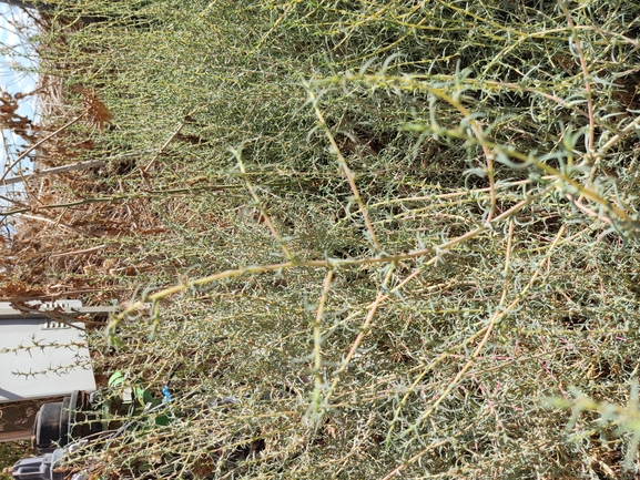 Oppositeleaf Russian Thistle, Barilla Plant  