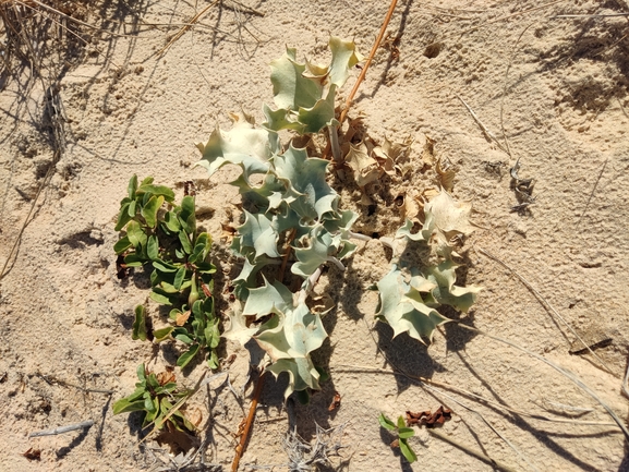 Sea Holly  