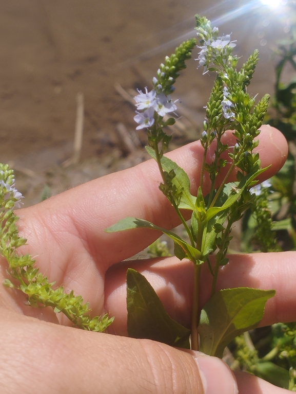 Broad-leaved Speedwell  