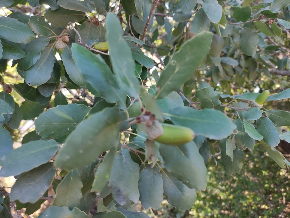 אירוס הגלבוע  צולם על ידי אורי רמון 