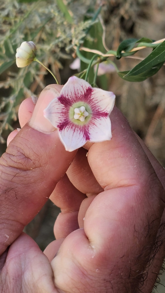 Oxystelma alpini  photographed by טניה בירד 