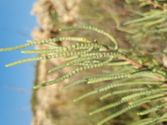 Shrubby Glasswort  photographed by lowramati@tauex.tau.ac.il 