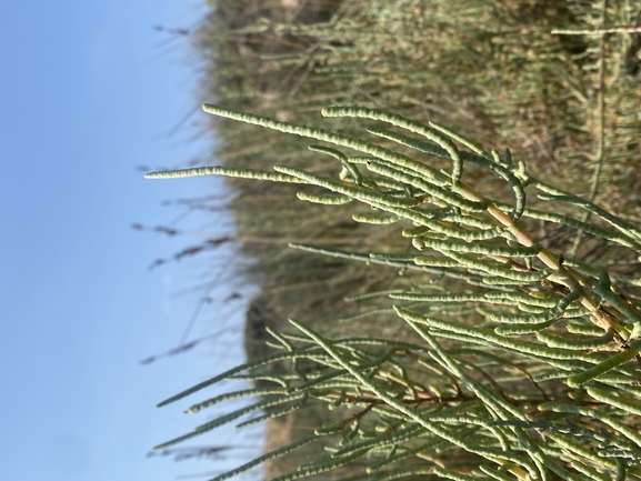 Shrubby Glasswort  