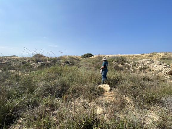 Shrubby Glasswort  