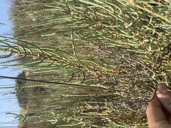 Shrubby Glasswort  