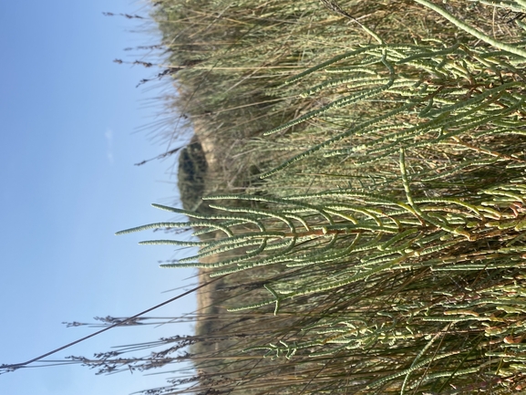 Shrubby Glasswort  