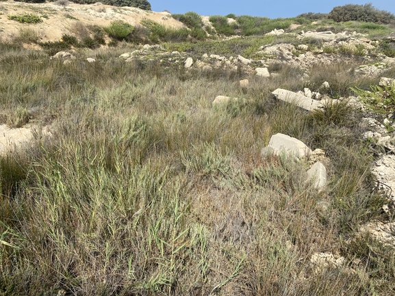 Shrubby Glasswort  