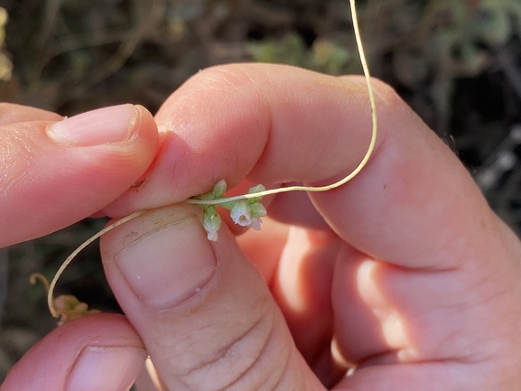 One-styled Dodder, Oriental Dodder  