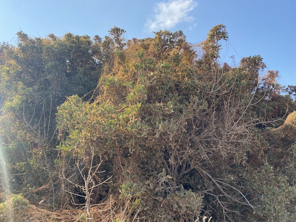 One-styled Dodder, Oriental Dodder  