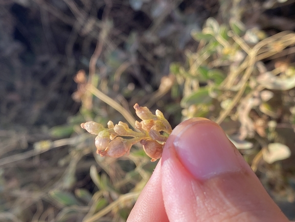 One-styled Dodder, Oriental Dodder  