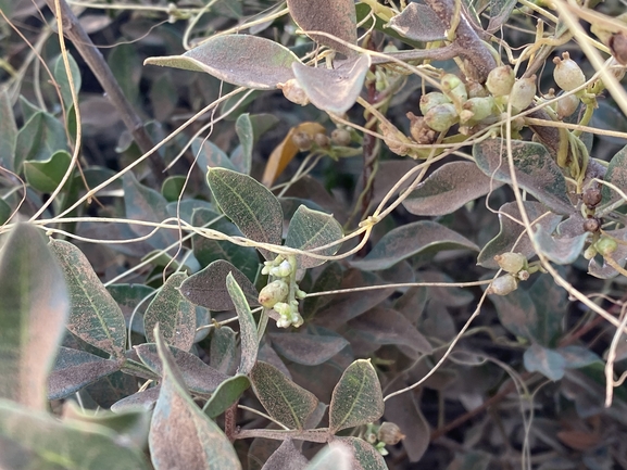 One-styled Dodder, Oriental Dodder  