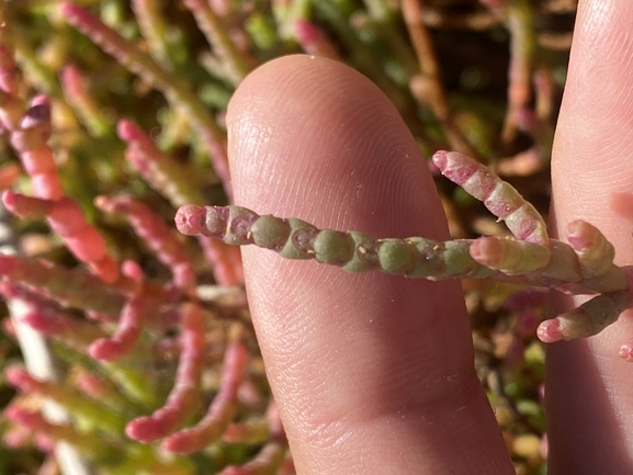 Samphire Plant  