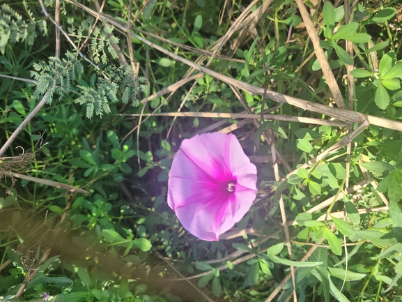 Salt-marsh Morning Glory  photographed by שי קורן 