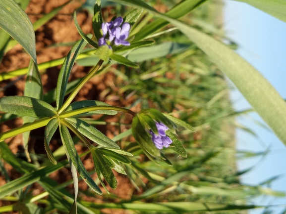 אירוס הביצות  צולם על ידי יהונתן רונס 