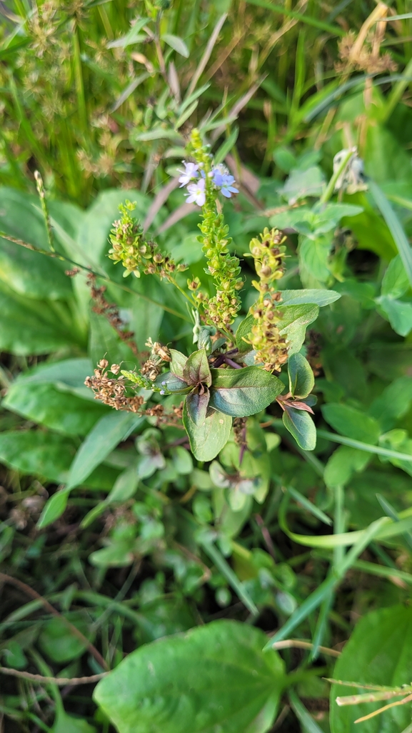 Broad-leaved Speedwell  photographed by yifatdav@npa.org.il 