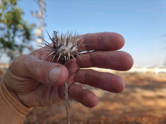 חוחן קרדני  צולם על ידי מנחם אדר 