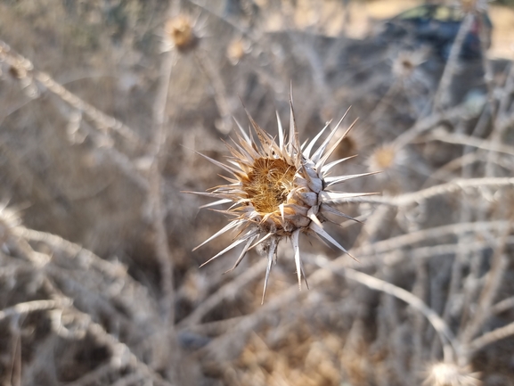 חוחן קרדני  צולם על ידי מנחם אדר 