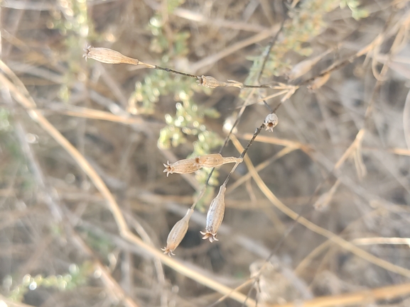 ציפורנית חופית  צולם על ידי נעם שגב 