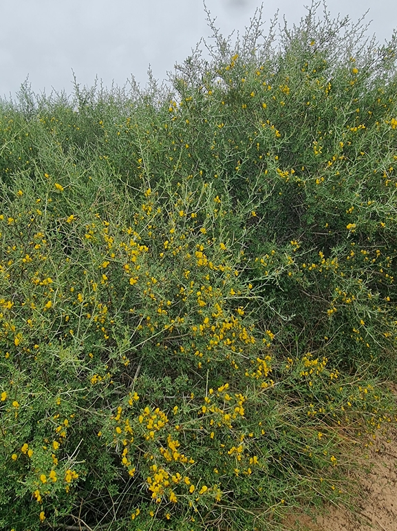 כלך דנין  צולם על ידי אורי פרגמן-ספיר 