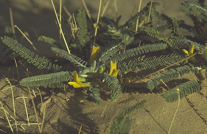 קדד סיבר  צולם על ידי אורי פרגמן-ספיר 